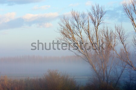 Cold dawn Stock photo © pedrosala