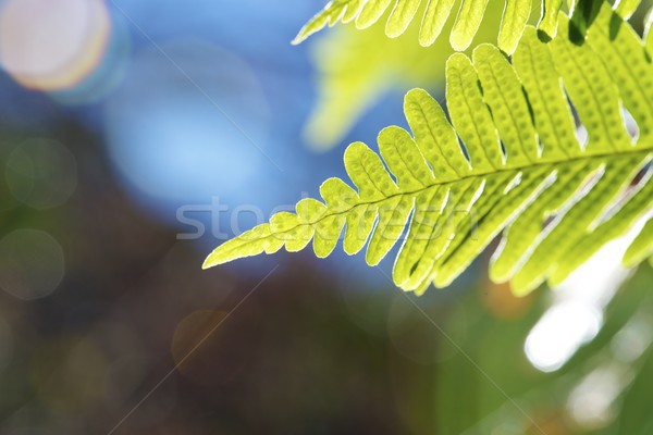 Eğreltiotu park orman yaprak bahçe Stok fotoğraf © pedrosala