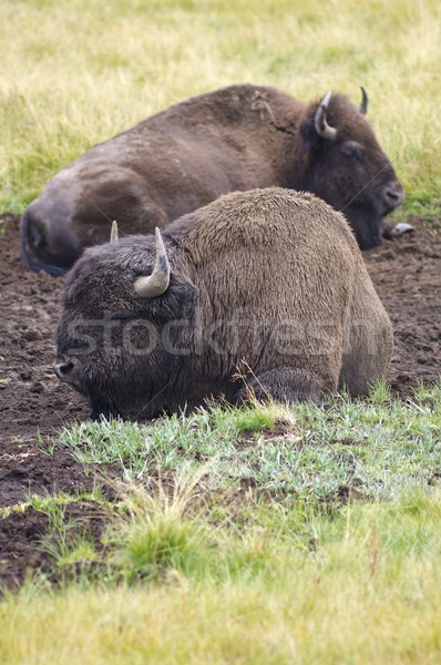 Bison Stock photo © pedrosala