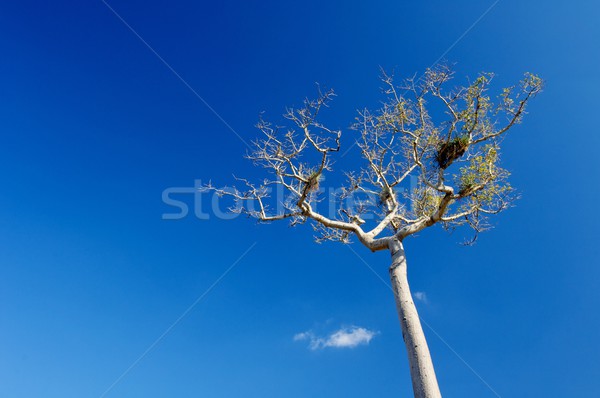 Karib fa kék ég Kuba sziget égbolt Stock fotó © pedrosala