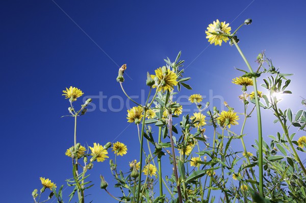 Au-dessous groupe fleurs jaunes fleurs printemps herbe Photo stock © pedrosala