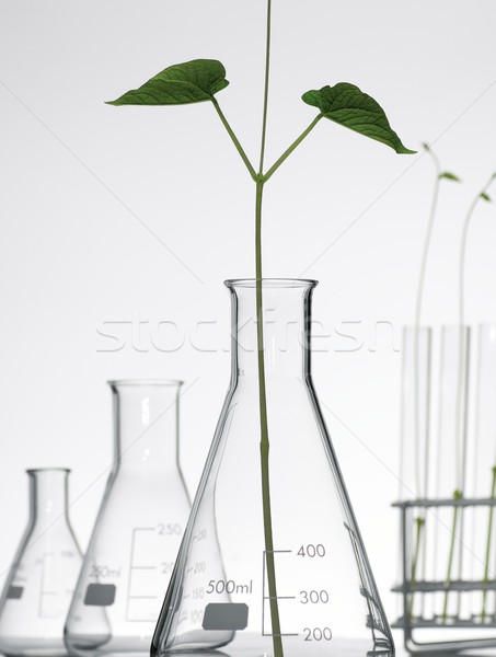 plant growing Stock photo © pedrosala