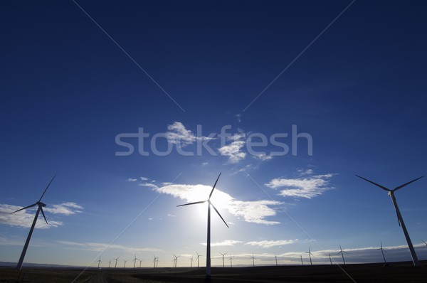 Wiatr energii podświetlenie dziedzinie elektryczne moc Zdjęcia stock © pedrosala