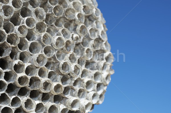 wasps' nest Stock photo © pedrosala