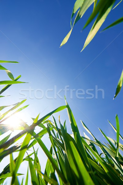Poniżej trawy niebo charakter ogród Zdjęcia stock © pedrosala