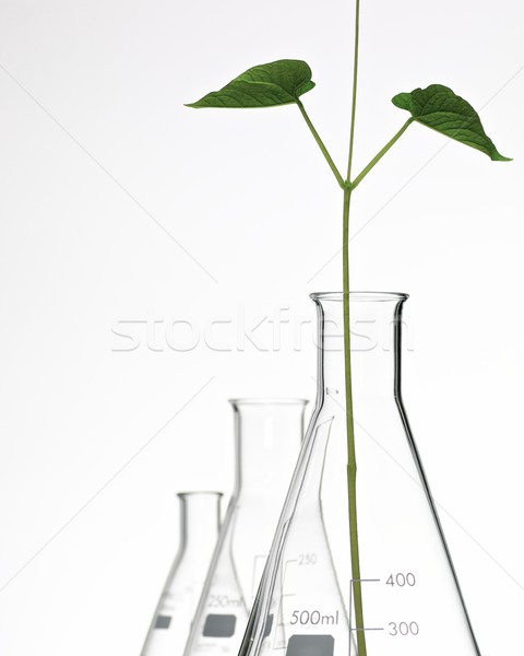 plant growing Stock photo © pedrosala