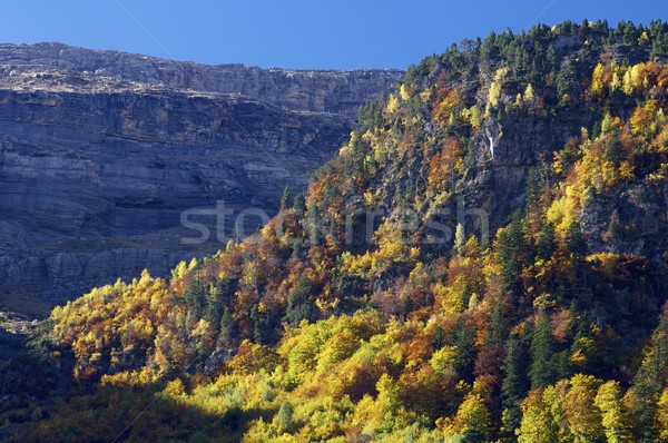 Pyrenees Stock photo © pedrosala