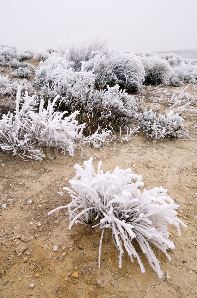 Frostig Landschaft Textur Natur Schnee weiß Stock foto © pedrosala