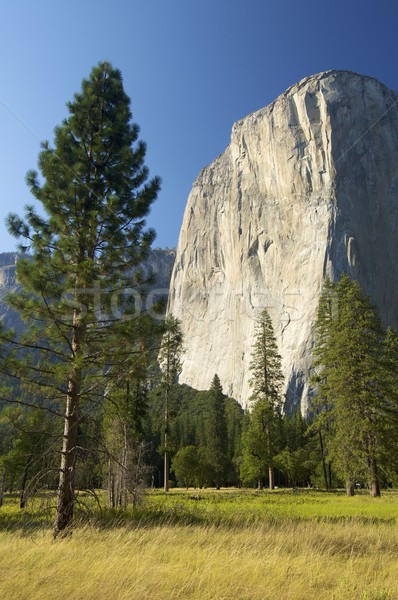 Duvar yosemite ulusal parkı Kaliforniya ABD ağaç spor Stok fotoğraf © pedrosala