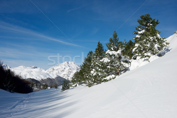 Hiver vallée arbre neige arbres [[stock_photo]] © pedrosala