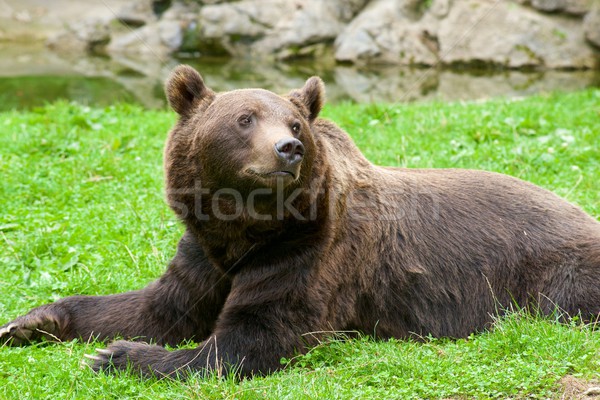Urs cenusiu Franta poartă captivitate natură Imagine de stoc © pedrosala