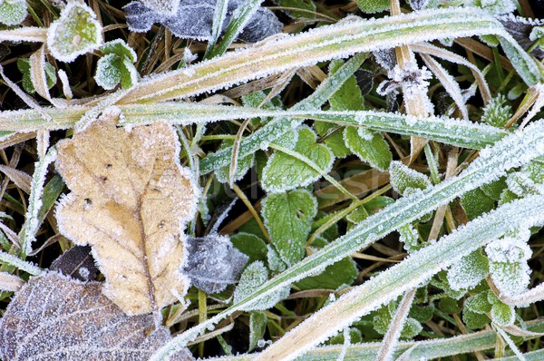 Erba gelo foglie texture neve colore Foto d'archivio © pedrosala