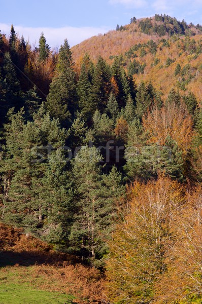 Najaar bos hemel wolken textuur natuur Stockfoto © pedrosala