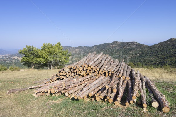 Deforestation Stock photo © pedrosala