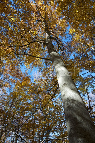 beech forest Stock photo © pedrosala