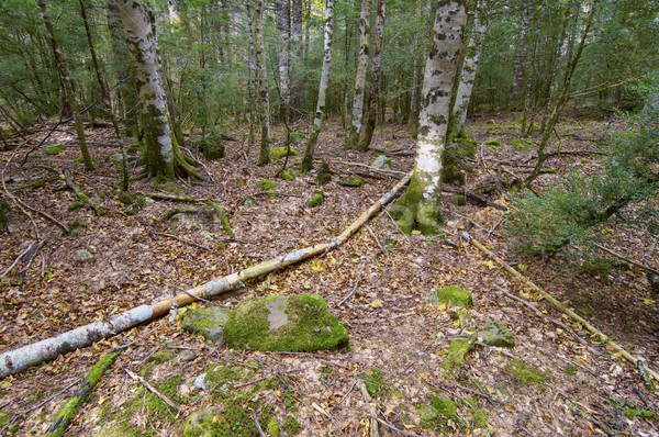 Ordesa National Park Stock photo © pedrosala