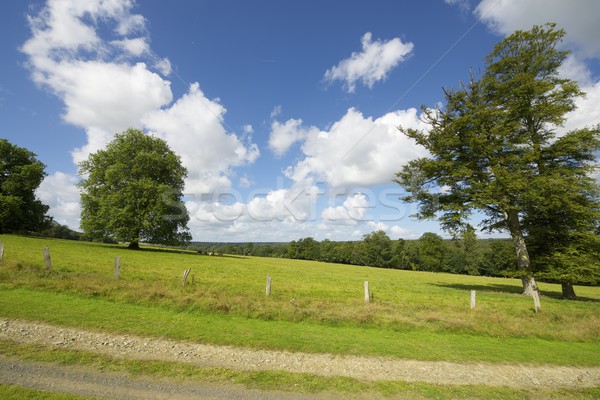 Normandie grünen Wiese Bäume Frankreich Baum Stock foto © pedrosala