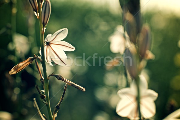 Wild flower Stock photo © pedrosala