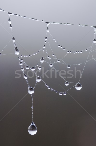 Esőcseppek pókok háló textúra terv háttér Stock fotó © pedrosala