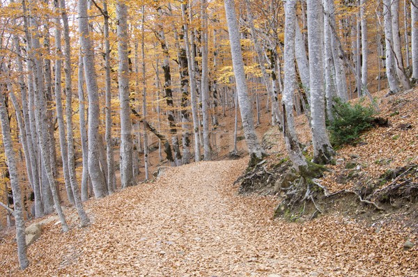 Wald Straße Herbst Park Natur Landschaft Stock foto © pedrosala