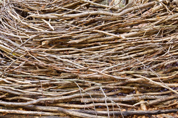 Firewood in Pyrenees Stock photo © pedrosala