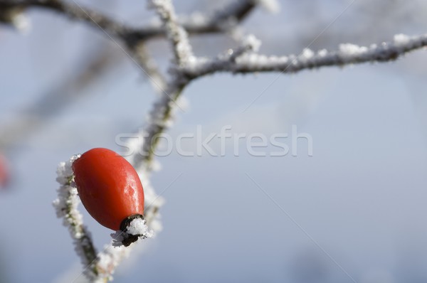 red fruit Stock photo © pedrosala