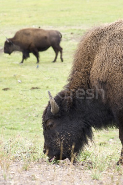 Bison Park USA Natur Sommer grünen Stock foto © pedrosala