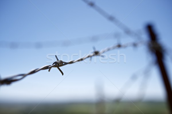 Filo spinato primo piano recinzione natura sfondo metal Foto d'archivio © pedrosala