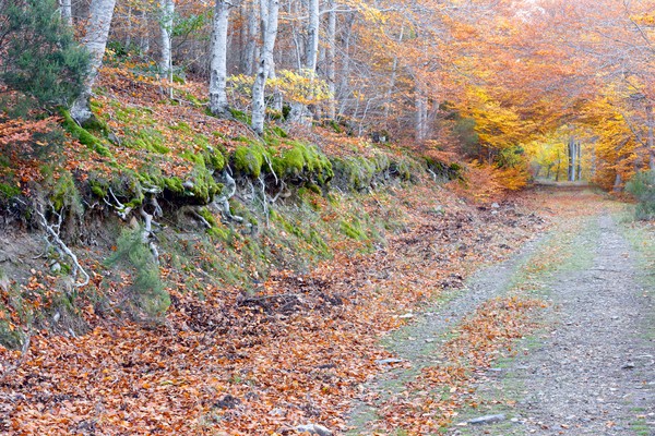 Moncayo Stock photo © pedrosala