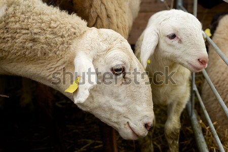 ストックフォト: 羊 · クローズアップ · イースター · 自然 · 夏