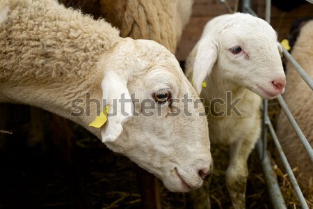 Schapen Pasen natuur zomer Stockfoto © pedrosala