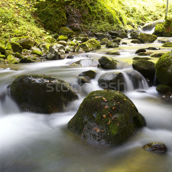 ручей шелковистый потока лес долины природы Сток-фото © pedrosala