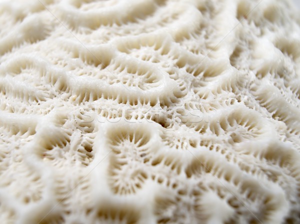 Coral textura pormenor branco água natureza Foto stock © pedrosala