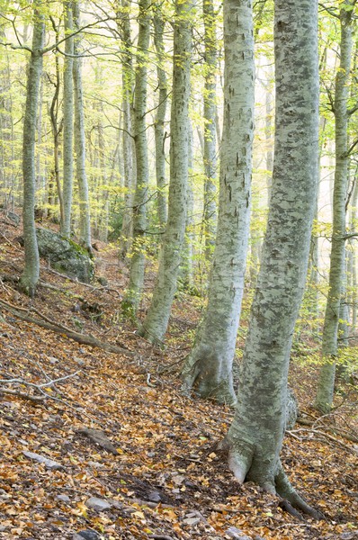 beech forest Stock photo © pedrosala