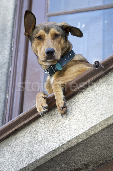Hund schauen Haus Gebäude Holz Schönheit Stock foto © pedrosala