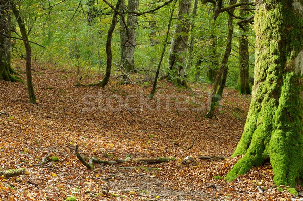 Bos mos jungle boom blad bomen Stockfoto © pedrosala