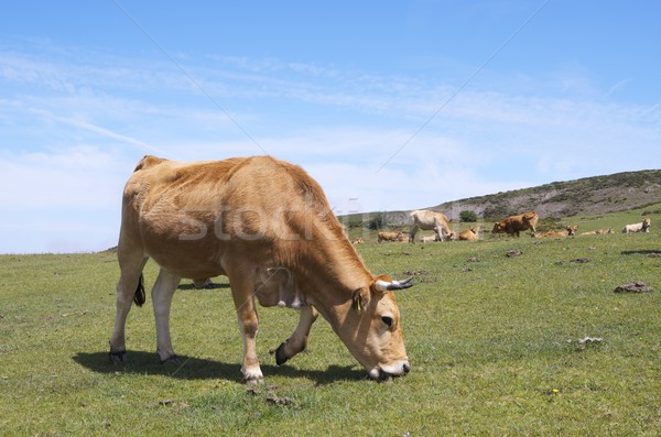 cows Stock photo © pedrosala
