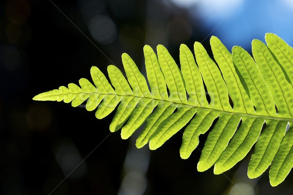 папоротник парка лес лист саду Сток-фото © pedrosala