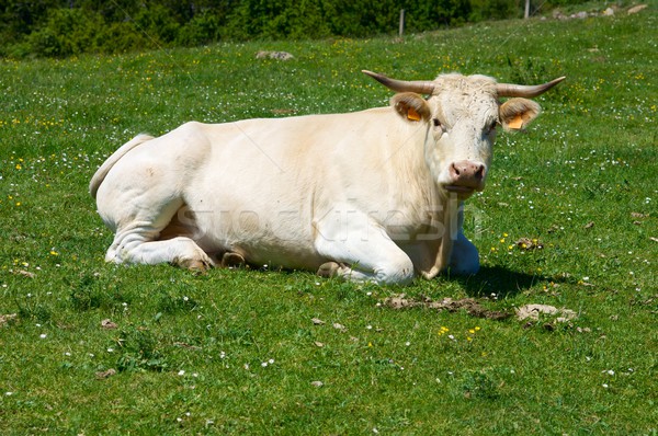 Cow resting Stock photo © pedrosala