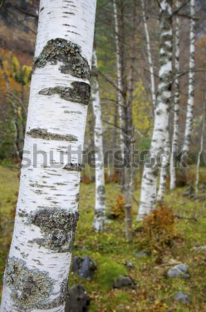 Autumn colors Stock photo © pedrosala