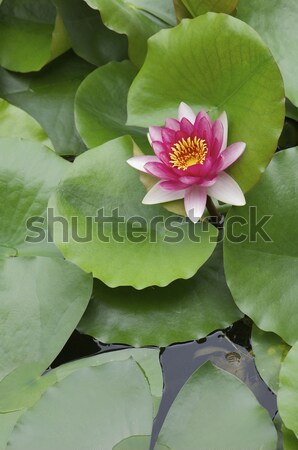pink lotus flower Stock photo © pedrosala