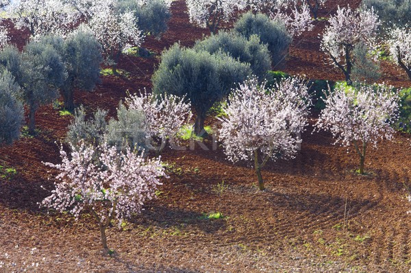 Campo florescimento amêndoa oliva árvores flor Foto stock © pedrosala