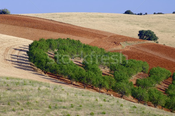 plowed field Stock photo © pedrosala