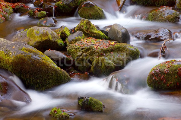 Foto d'archivio: Setosa · stream · foresta · autunno · valle · foglia