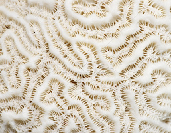 Coral textura pormenor branco água natureza Foto stock © pedrosala