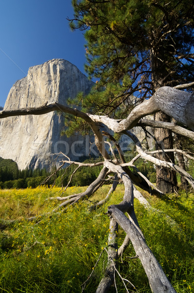 El Capitan Stock photo © pedrosala