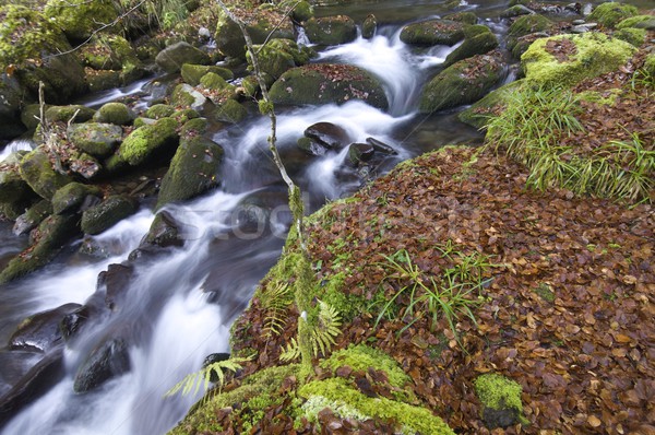 ручей шелковистый потока лес осень долины Сток-фото © pedrosala
