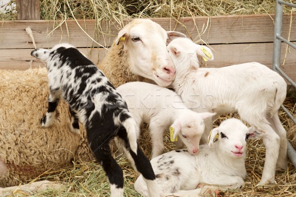 Schafe Herde Ostern Baby Stock foto © pedrosala