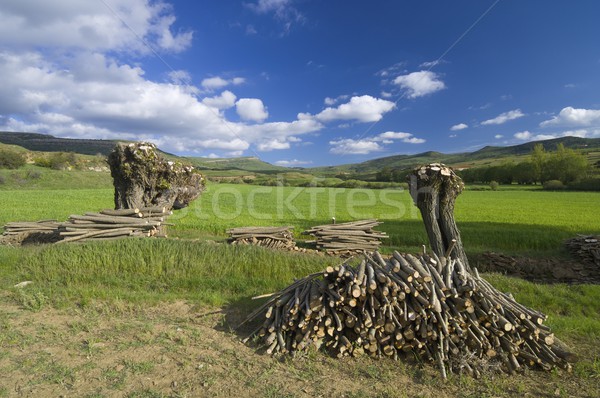 felled tree Stock photo © pedrosala