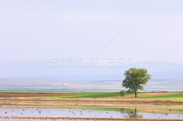 Stockfoto: Eenzaam · boom · meer · Spanje · water · gras